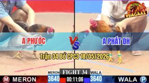 Trận 34 CPC3 18/05/2026 - Gà Khét Anh Phát ĐH Đá Cựa Đâm Gỡ Không Kịp