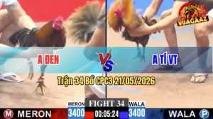Trận 34 CPC3 21/05/2026 - Gà Xanh Cọp Của Anh Tí VT Đâm Dã Man