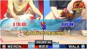 Trận 34 CPC3 28/05/2026 - Gà Điều Anh Vũ Đá Cựa Đâm Như Sát Thủ