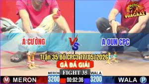 Trận 35 CPC3 17/05/2026 - Gà Anh Cường Đâm Ít Nhưng Hiệu Quả