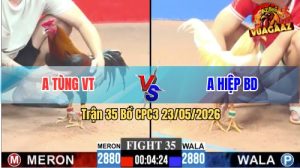 Trận 35 CPC3 23/05/2026 - Gà Que Anh Tùng Có Chân Cựa Quá Nghiệt