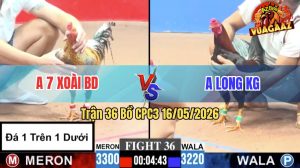 Trận 36 CPC3 16/05/2026 - Gà Cú Anh 7 Xoài Đá Đâm Cựa Quá Dã Man