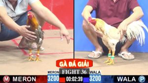 Trận 36 CPC3 17/05/2026 - Gà Xám Anh Hoàng ĐH Đá Bích Cửa Ra