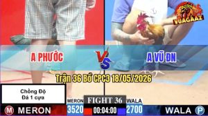Trận 36 CPC3 18/05/2026 - Gà Anh Phước Chồng Độ Chấp Thêm 1 Cựa