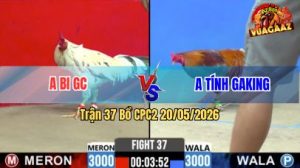 Trận 37 CPC2 20/05/2026 - Gà Hiệu Idol Tính Gaking Đá Đúng 1 Hơi