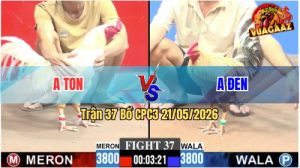 Trận 37 CPC3 21/05/2026 - Gà Úa Cọp Anh Ton Đá Đòn Quá Dâm