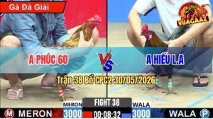 Trận 38 CPC2 30/05/2026 - Gà Bông Anh Phúc Đá Đâm Không Kịp Đỡ