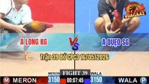 Trận 39 CPC3 16/05/2026 - Gà Anh Quẹo Sài Gòn Tải Cựa Quá Tốt