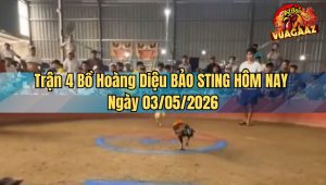 Trận 4 Bồ Hoàng Diệu BẢO STING HÔM NAY Ngày 03052026