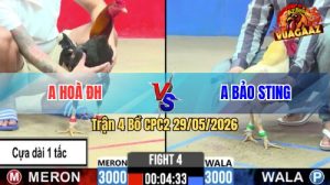 Trận 4 CPC2 29/05/2026 - Gà Điều Đá Cựa 1 Tấc Lụm Luôn Anh Bảo Sting