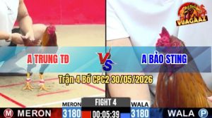 Trận 4 CPC2 30/05/2026 - Gà Điều Cọp Idol Bảo Sting Đá Khôn Như Người