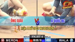 Trận 4 CPC3 16/05/2026 - Gà Ông Giáo Đá Cựa Đâm Như Sát Thủ