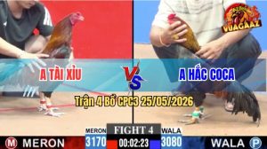 Trận 4 CPC3 25/05/2026 - Gà Điều Anh Hắc Coca Đá Khôn Như Người
