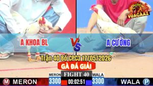 Trận 40 CPC3 17/05/2026 - Gà Anh Cường Đá Đâm Không Còn Đường Sửa