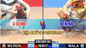 Trận 41 CPC3 21/05/2026 - Gà Anh Cường Chưa Thả Bị Dí Ăn 5 Và Cái Kết