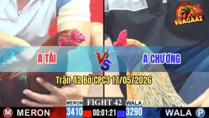 Trận 42 CPC3 17/05/2026 - Gà Anh Tài Đá Đâm Cựa Dính Như Keo