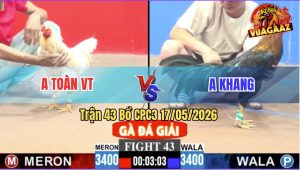 Trận 43 CPC3 17/05/2026 - Gà Que Anh Khang Đá Cái Bo Quá Khủng