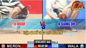 Trận 44 CPC3 21/05/2026 - Gà Anh Giang ĐH Có Chân Cựa Quá Hiểm