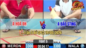 Trận 5 CPC2 19/05/2026 - Idol Bảo Sting Gặp Phải Đối Thủ Cứng Cựa
