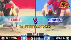 Trận 5 CPC2 28/05/2026 - Gà Khét Anh Thái Đá Cựa Đâm Như Chĩa
