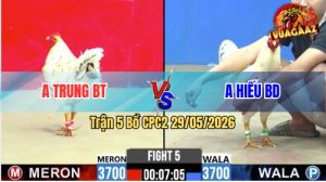 Trận 5 CPC2 29/05/2026 - Gà Anh Hiếu BD Có Chân Cựa Dứt Điểm