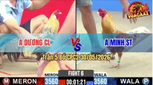 Trận 5 CPC2 30/05/2026 - Gà Cú Anh Minh Đá Bươi Chây Như Cái Máy