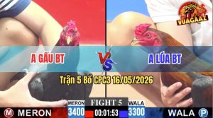 Trận 5 CPC3 16/05/2026 - Gà Anh Lúa Bến Tre Đá Cựa Đâm Quá Tịch