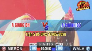Trận 5 CPC3 17/05/2026 - Gà Bướm Anh Giang Đức Hoà Siết Đúng 1 Hơi