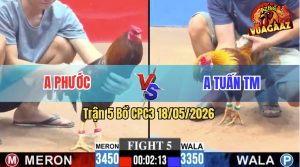 Trận 5 CPC3 18/05/2026 - 2 Con Chiến Kê Đều Lì Đòn Như Nhau