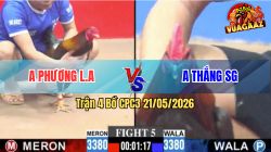 Trận 5 CPC3 21/05/2026 - Gà Anh Vũ Vũng Tàu Đá Chưa Tới 1 Tay Nước