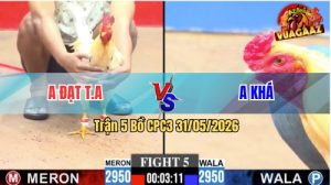 Trận 5 CPC3 31/05/2026 - Gà Anh Khá Canh Chặn Đá Gãy Chân Đối Thủ