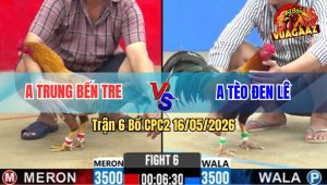 Trận 6 Bồ CPC2 16/5/2026 - Tèo Đen Lê Gặp Khét Cọp Buông Đuôi Khét Đá Cho Điều Hư Hình Xỉu Tuyệt Đối