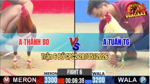 Trận 6 CPC2 28/05/2026 - Gà Điều Anh Tuấn Đá Chân Cựa Quá Hiểm