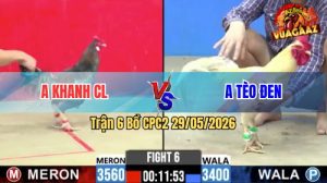Trận 6 CPC2 29/05/2026 - Gà Điều Anh Khanh CL Đá Đúng 1 Cựa Hiểm