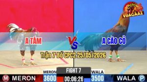 Trận 7 CPC2 25/05/2026 - Chú Mỹ Liều Biểu Diễn Tài Nghệ Nài Gà