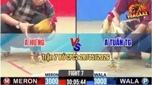 Trận 7 CPC2 28/05/2026 - Gà Khét Anh Hưng Có Chân Cựa Phản Kèo Ăn 3