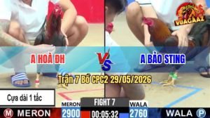 Trận 7 CPC2 29/05/2026 - Idol Bảo Sting Nài Gà Phản Kèo Ăn 2
