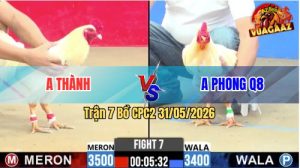 Trận 7 CPC2 31/05/2026 - Gà Đỏ Chưa Thả Đã Dí Ăn 5 Và Cái Kết