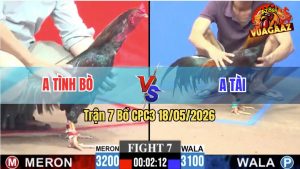 Trận 7 CPC3 18/05/2026 - Gà Anh Tài Đá Đúng Mấy Chân Có Kết Quả