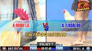 Trận 7 CPC3 23/05/2026 - Gà Úa Má Minh Đá Mấy Chân Lụm Tiền
