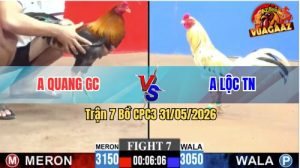 Trận 7 CPC3 31/05/2026 - Gà Anh Quang Đá Mấy Chân Đã Lấy Tiền