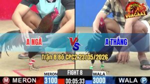 Trận 8 CPC2 23/05/2026 - Gà Anh Ngà Đâm Ít Cựa Nhưng Hiệu Quả