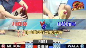 Trận 8 CPC2 29/05/2026 - Idol Bảo Sting Thể Hiện Tài Nghệ Nài Gà