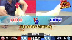 Trận 8 CPC2 31/05/2026 - Gà Anh Kiều Đá Anh Kiệt Gục Luôn Tại Chỗ
