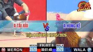 Trận 8 CPC3 17/05/2026 - Gà Điều Anh Hùng Kê Đâm Cựa Dã Man