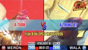 Trận 8 CPC3 18/05/2026 - Gà Anh Tuấn Đá Cựa Đâm Như Đời Tới
