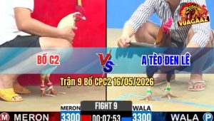Trận 9 Bồ CPC2 16/5/2026 - Que Cọp Tèo Đen Nhanh Như Chớp Ra Chân Là Đâm Hạ Gà Bồ Đơn Giản