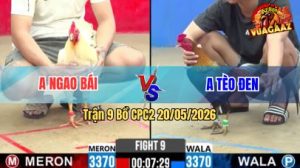 Trận 9 CPC2 20/05/2026 - Gà Anh Tèo Đen Đá Chân Nào Cũng Có Cựa