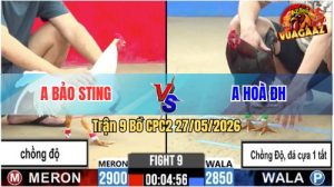 Trận 9 CPC2 27/05/2026 - Gà Bướm Hiệu Idol Bảo Sting Ra Trận