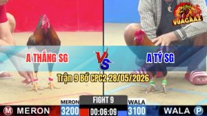 Trận 9 CPC2 28/05/2026 - Gà Anh Thắng Đá Cái Bo Quá Lực, Phản Ăn 2